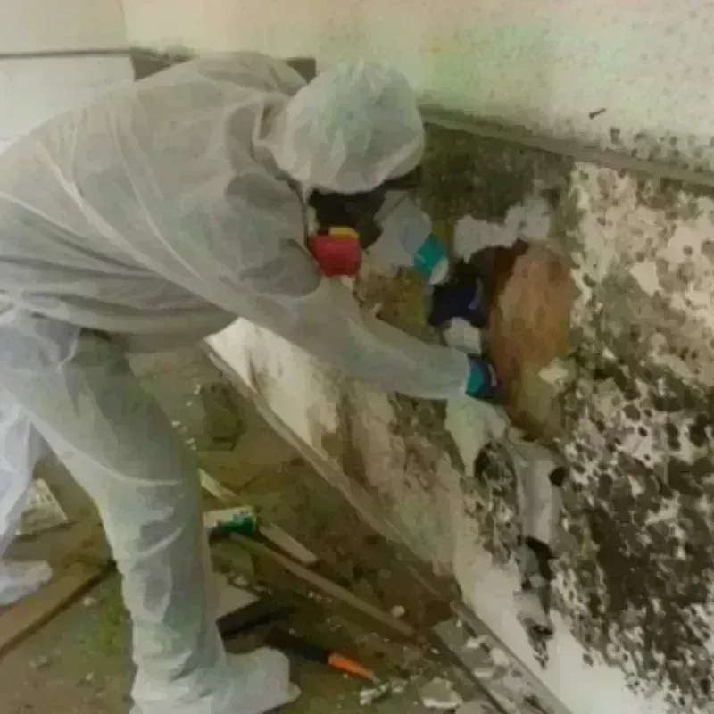 Mold Remediation and Removal in North Royalton, OH